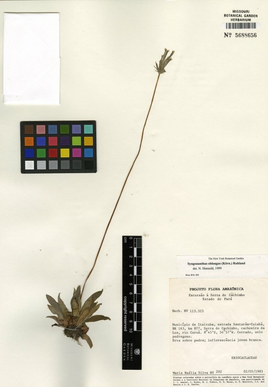 Syngonanthus oblongus — houseplant care guide