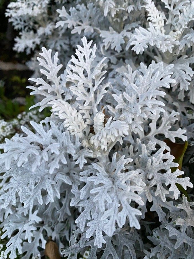Senecio cineraria flower