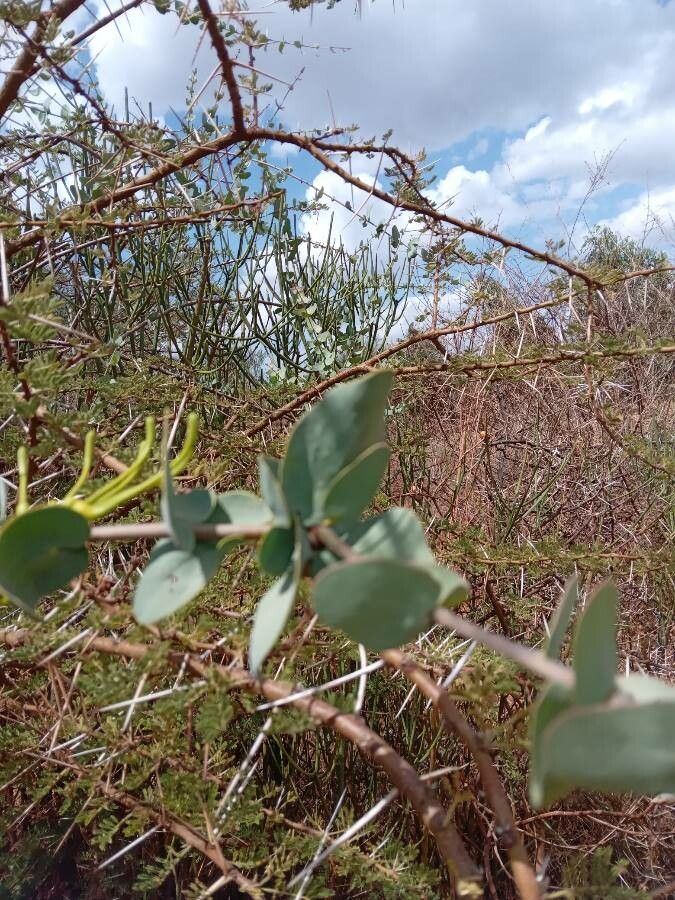 Plicosepalus sagittifolius — houseplant care guide