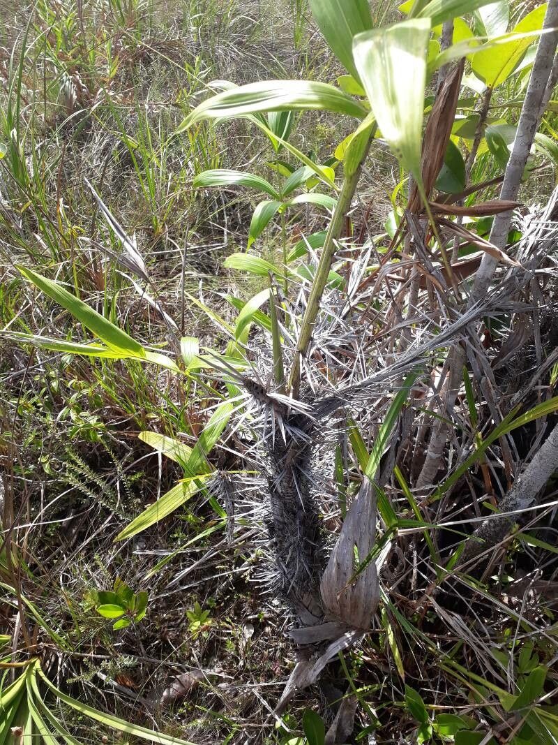 Bactris campestris — houseplant care guide