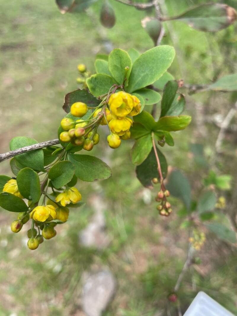 Berberis maderensis flower