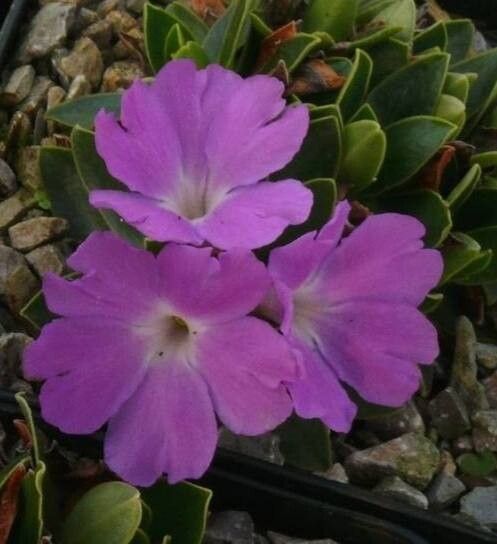 Primula wulfeniana habit