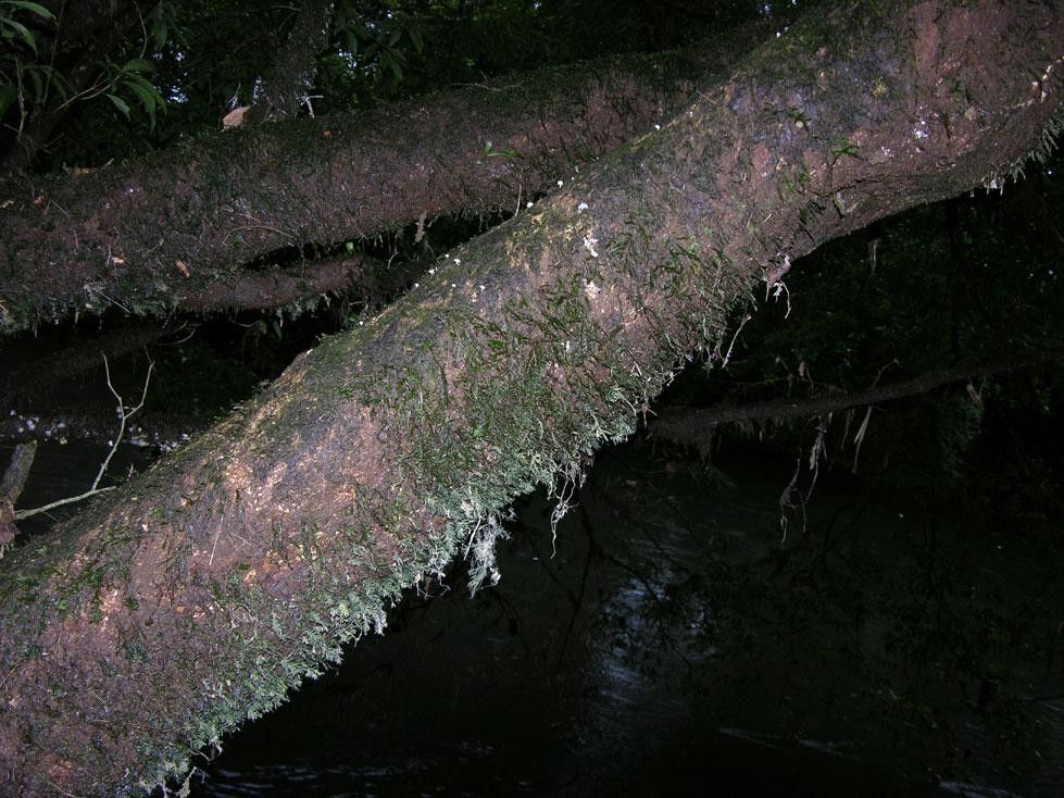 Trichomanes krausii bark