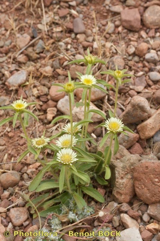 Pallenis cuspidata habit