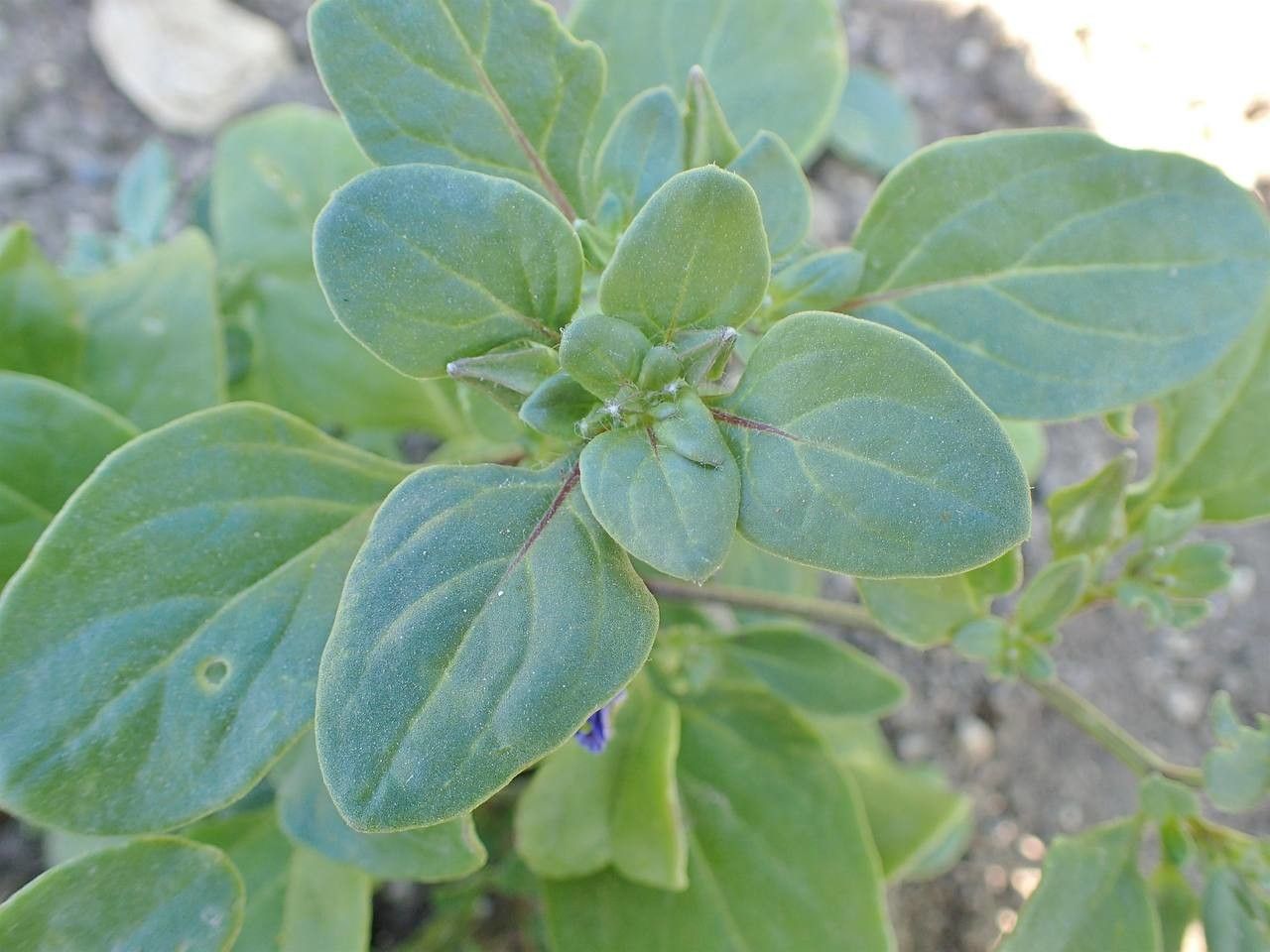 Nolana humifusa habit