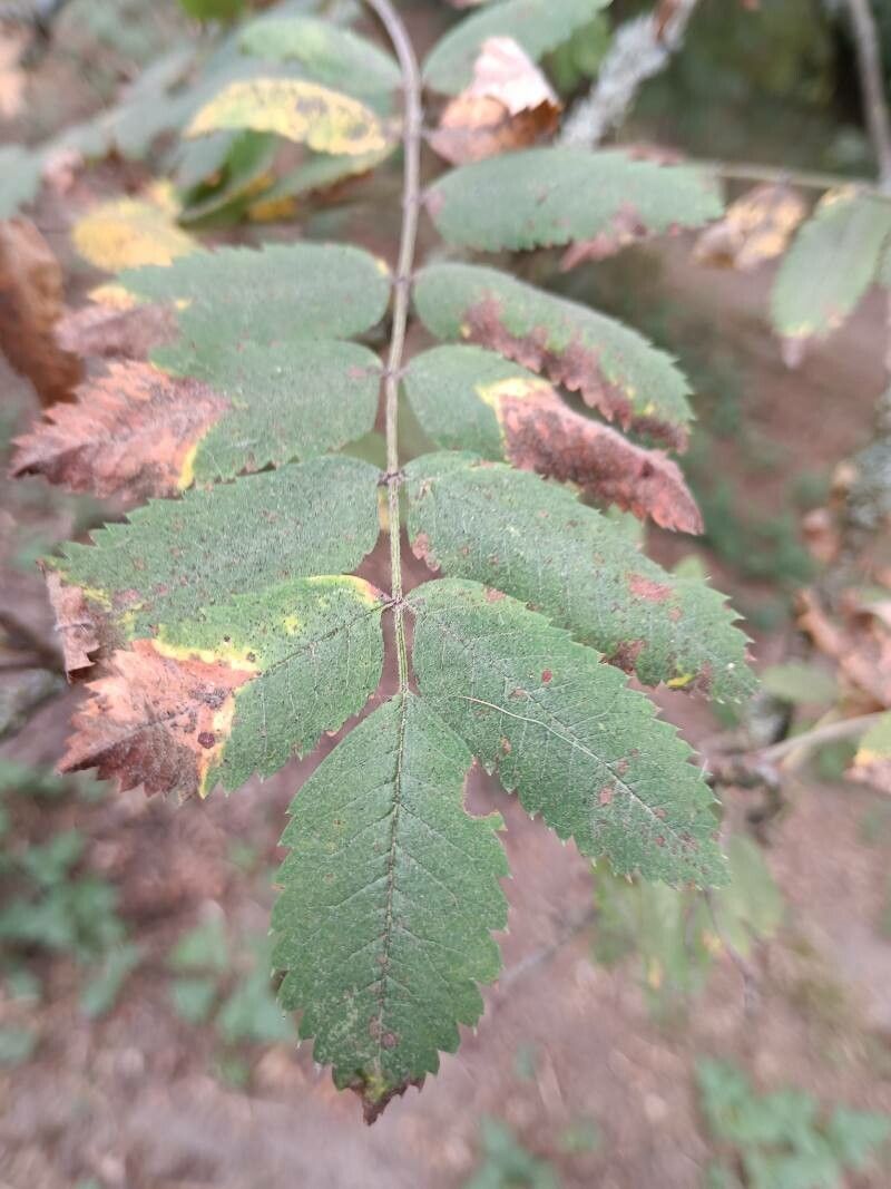 Sorbus scopulina leaf