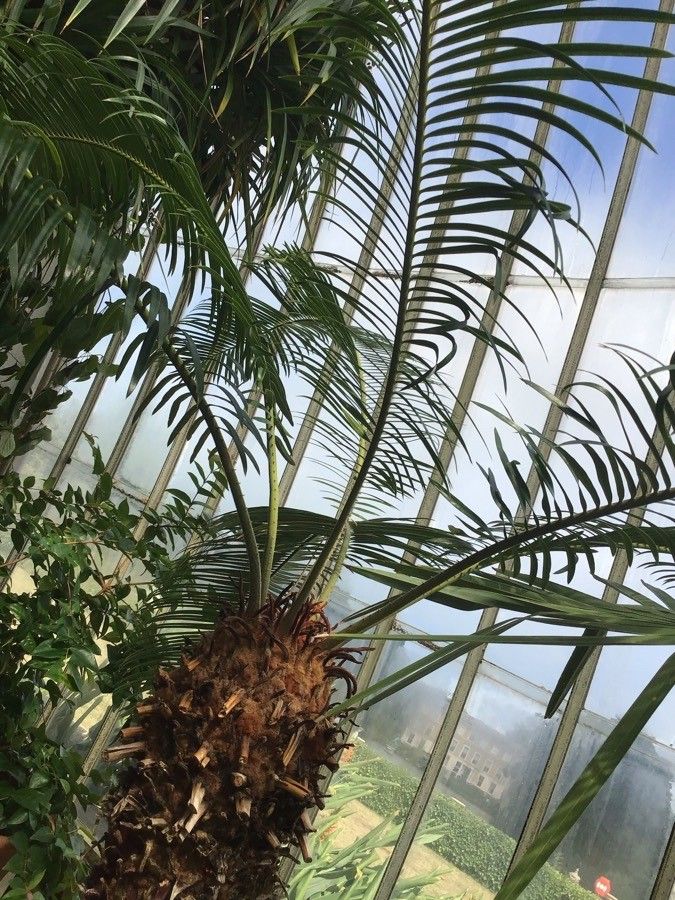 Cycas taitungensis — search result for 'Cycas'