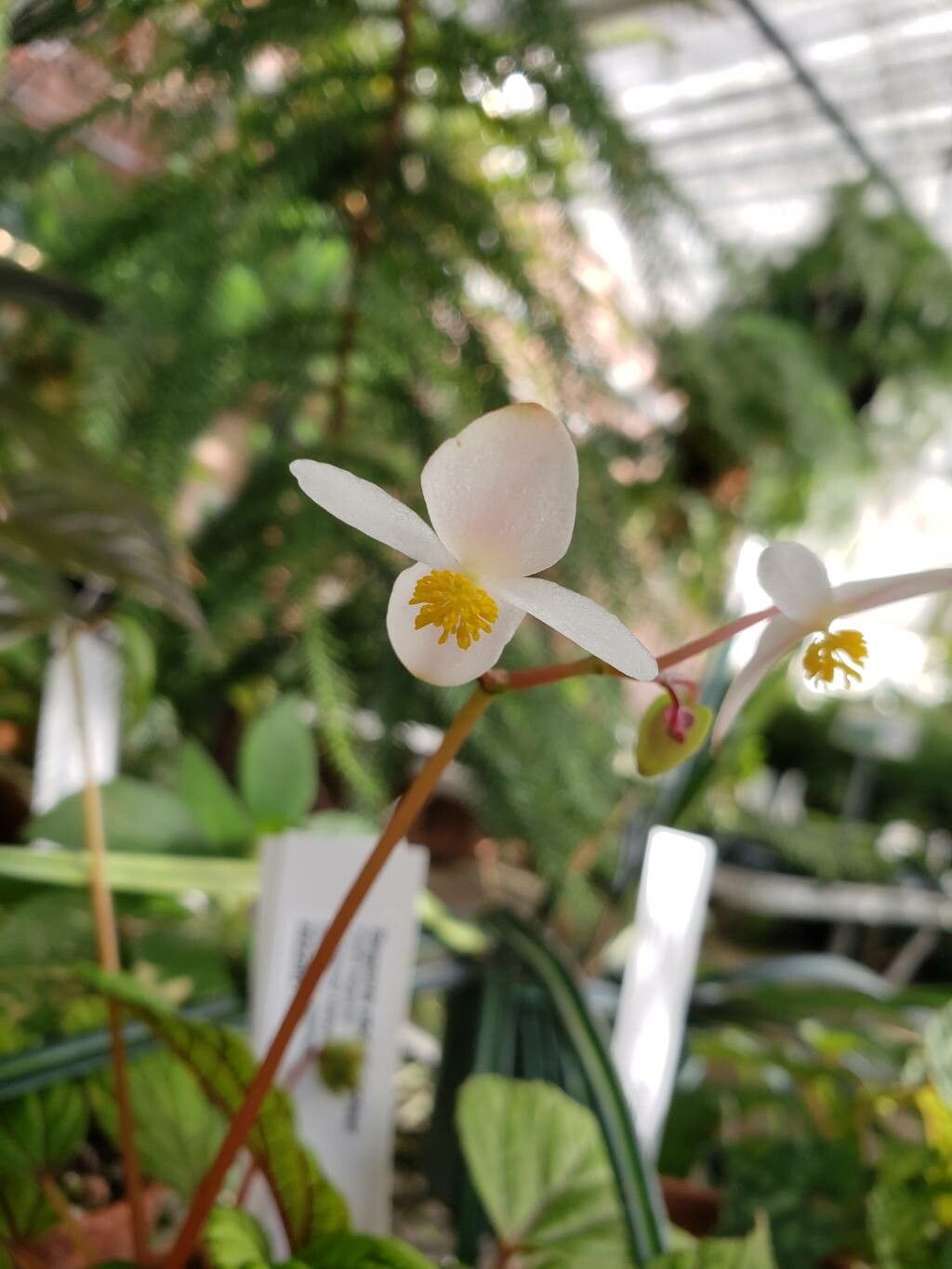 Begonia abdullahpieei flower