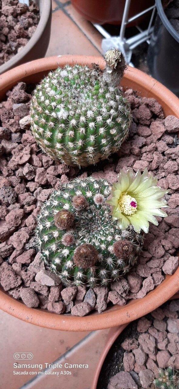 Parodia arnostiana leaf