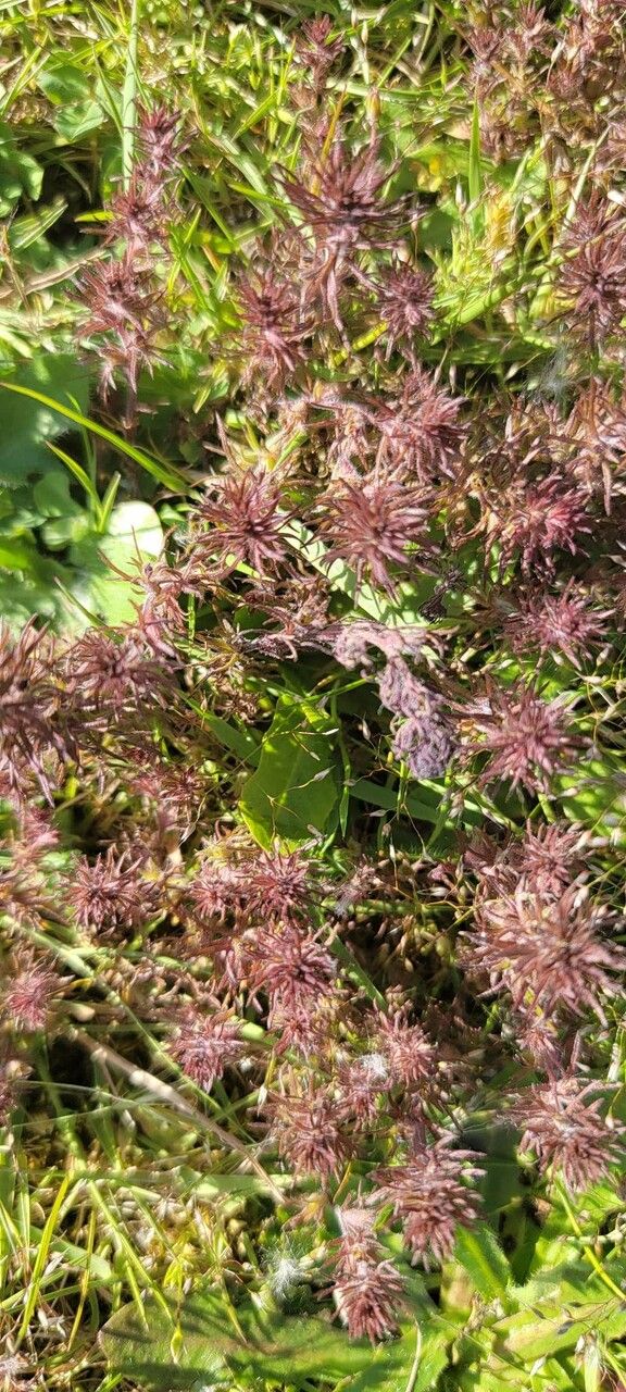 Triphysaria pusilla — search result for 'Orobanchaceae'