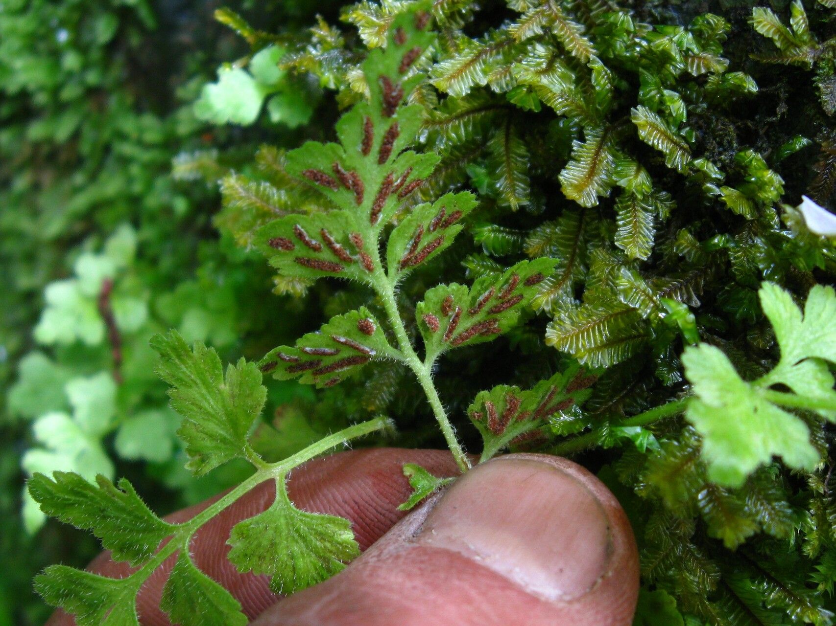 Asplenium pumilum fruit