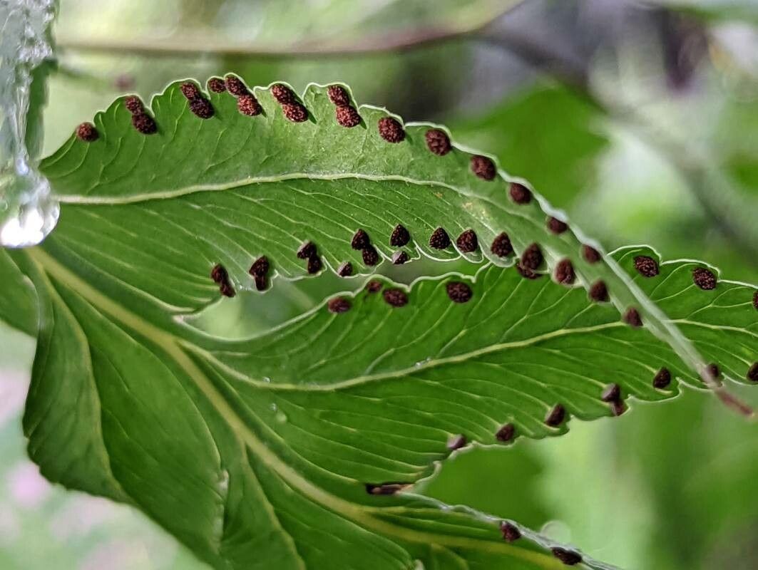 Microlepia platyphylla fruit