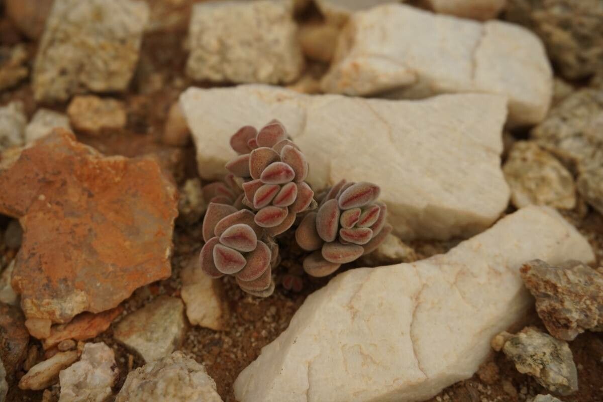 Crassula elegans — search result for 'Crassula'