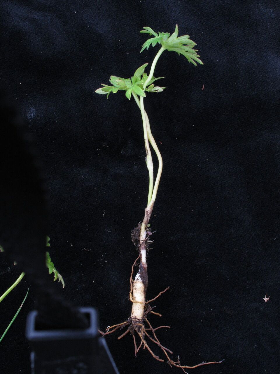 Aconitum hookeri habit