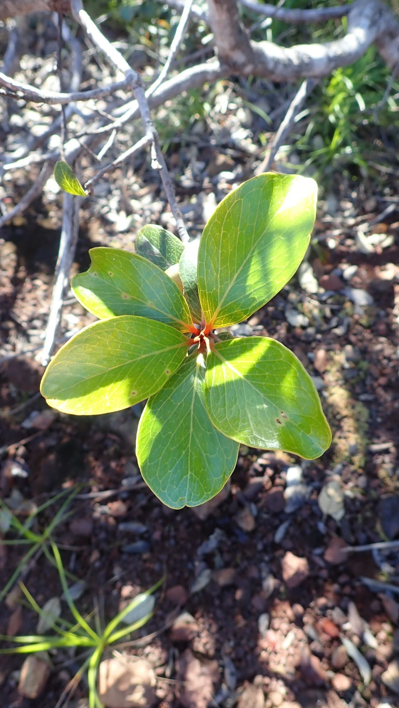 Grevillea nepwiensis leaf