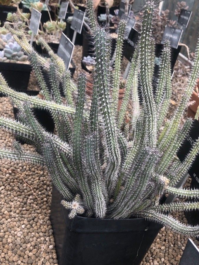 Euphorbia baioensis leaf