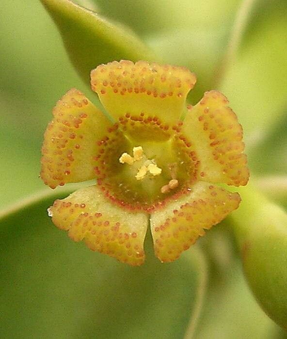 Euphorbia heterodoxa — houseplant care guide