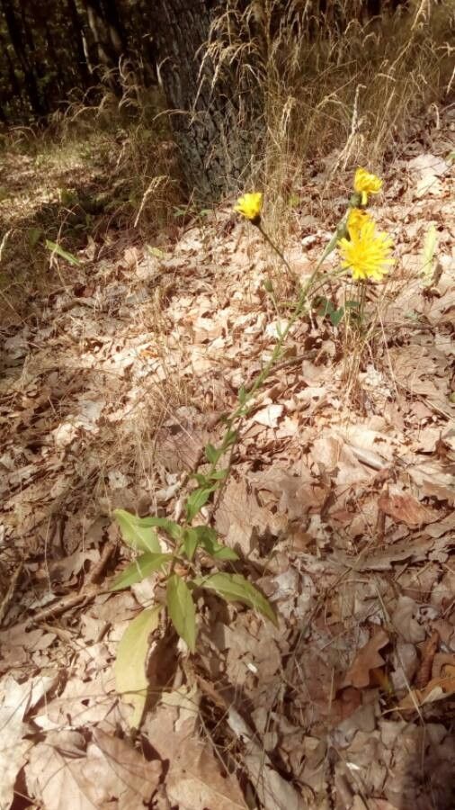 Hieracium vulgatum bark