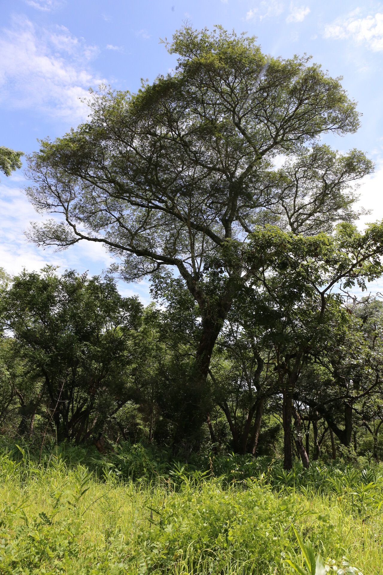 Brachystegia taxifolia habit