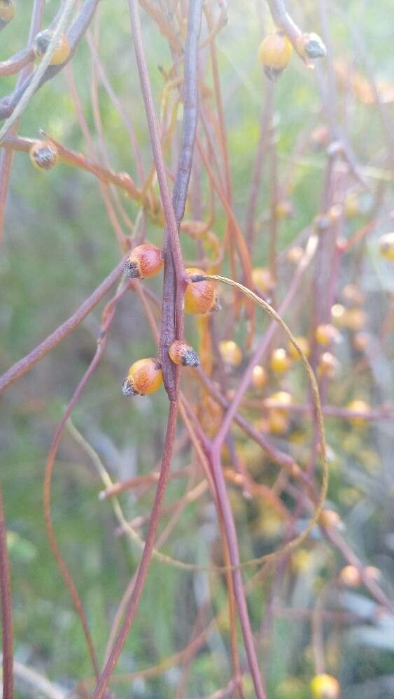 Cassytha pubescens — related species from the same genus