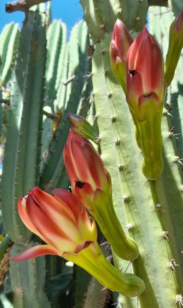 Cereus hankeanus flower