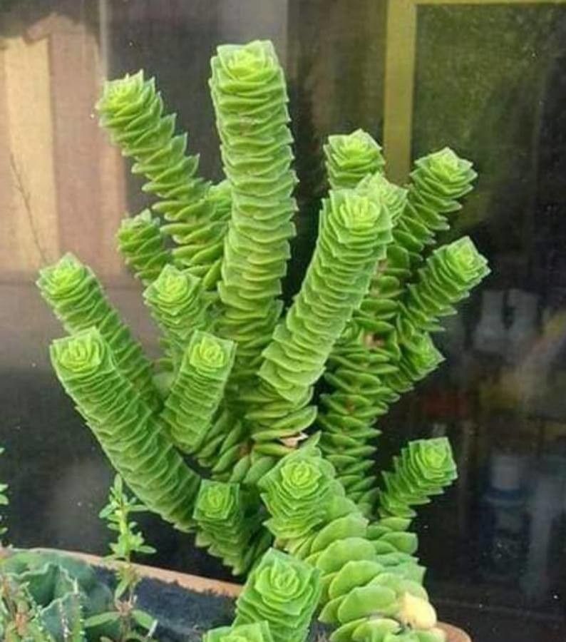 Metrosideros tetrasticha — search result for 'Metrosideros'