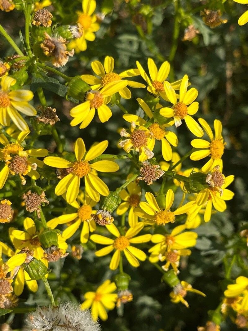Senecio eremophilus flower
