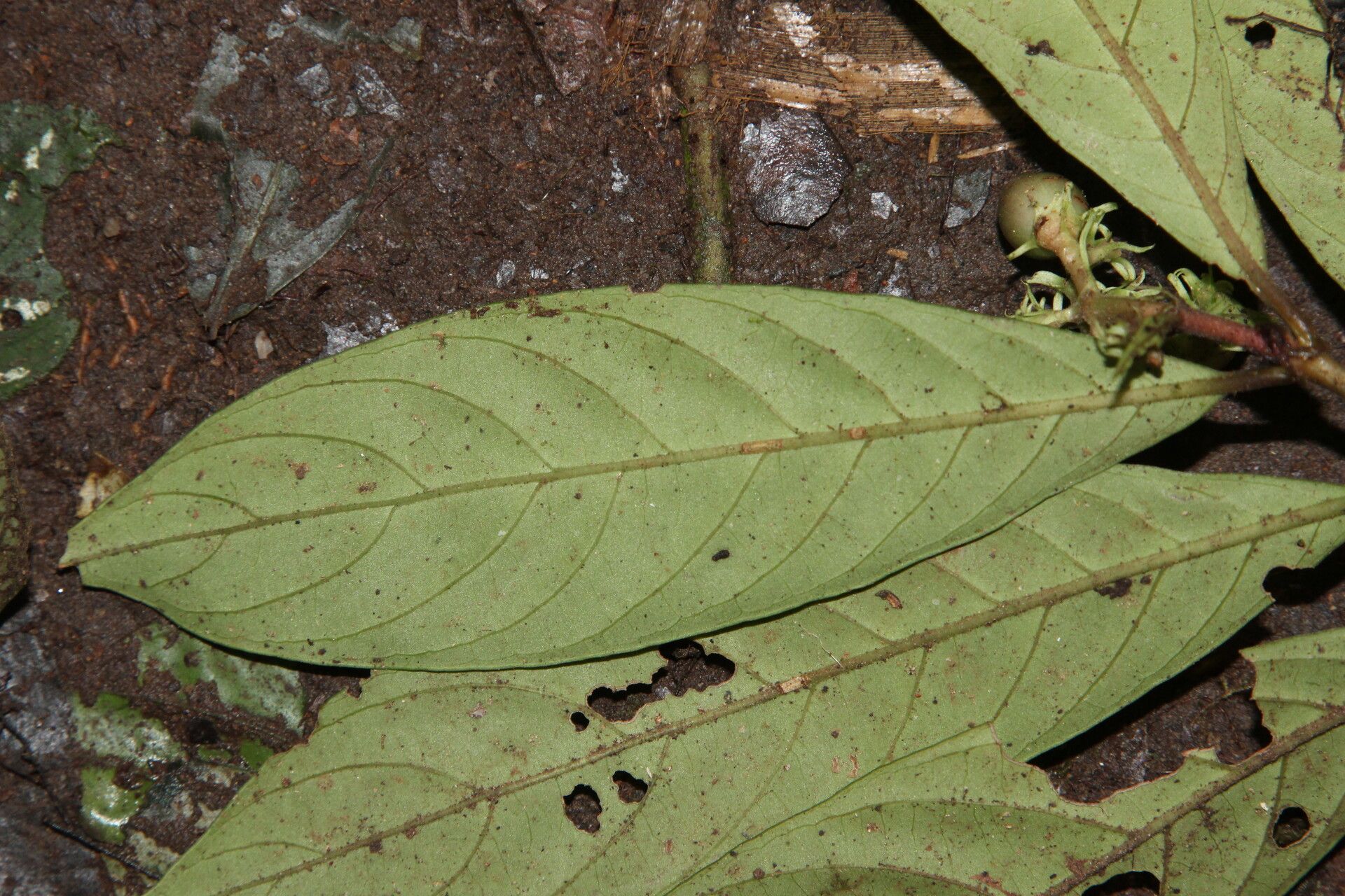 Gaertnera bieleri — related species from the same genus