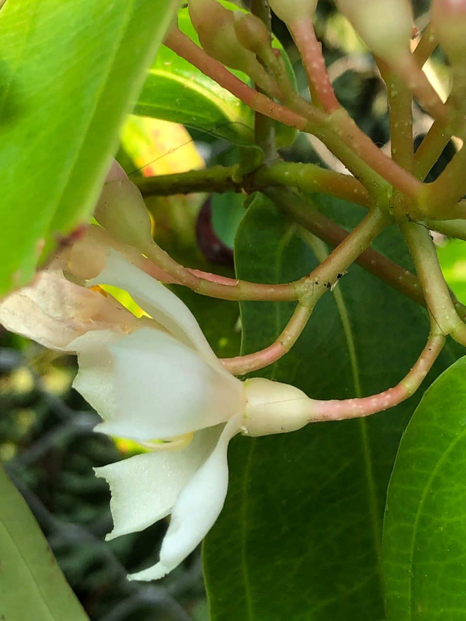 Medinilla crassifolia fruit