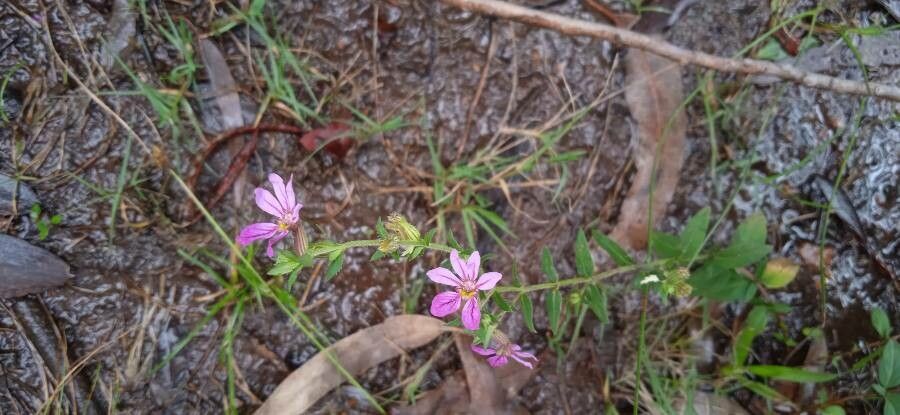 Cuphea ericoides flower