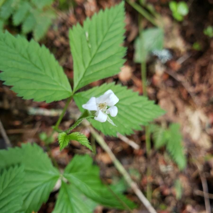 Rubus pubescens flower
