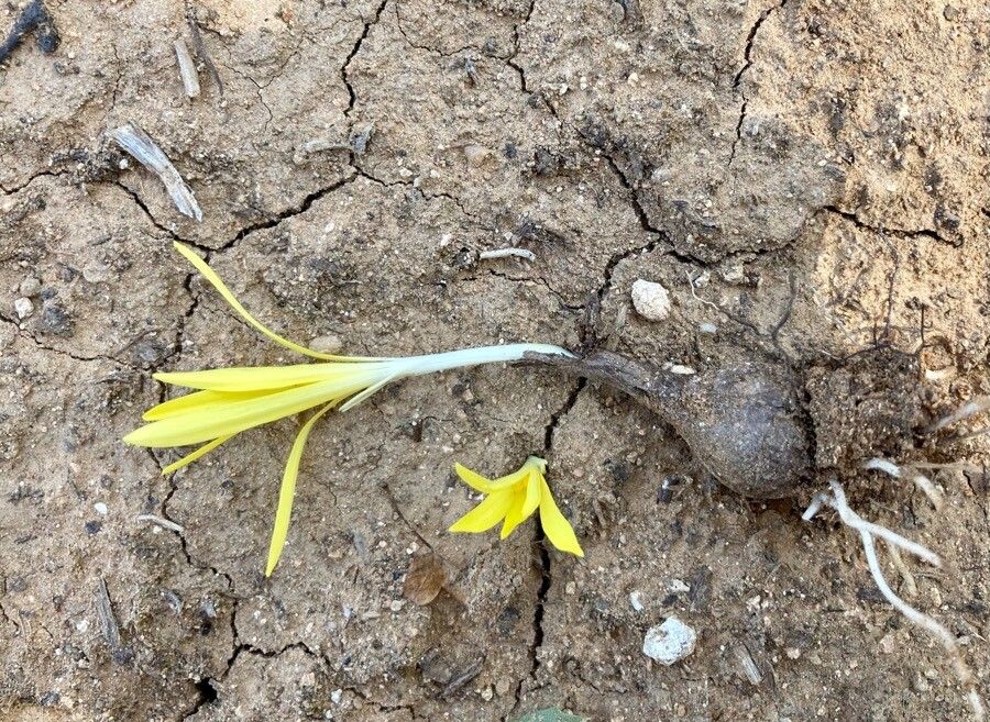 Sternbergia colchiciflora other