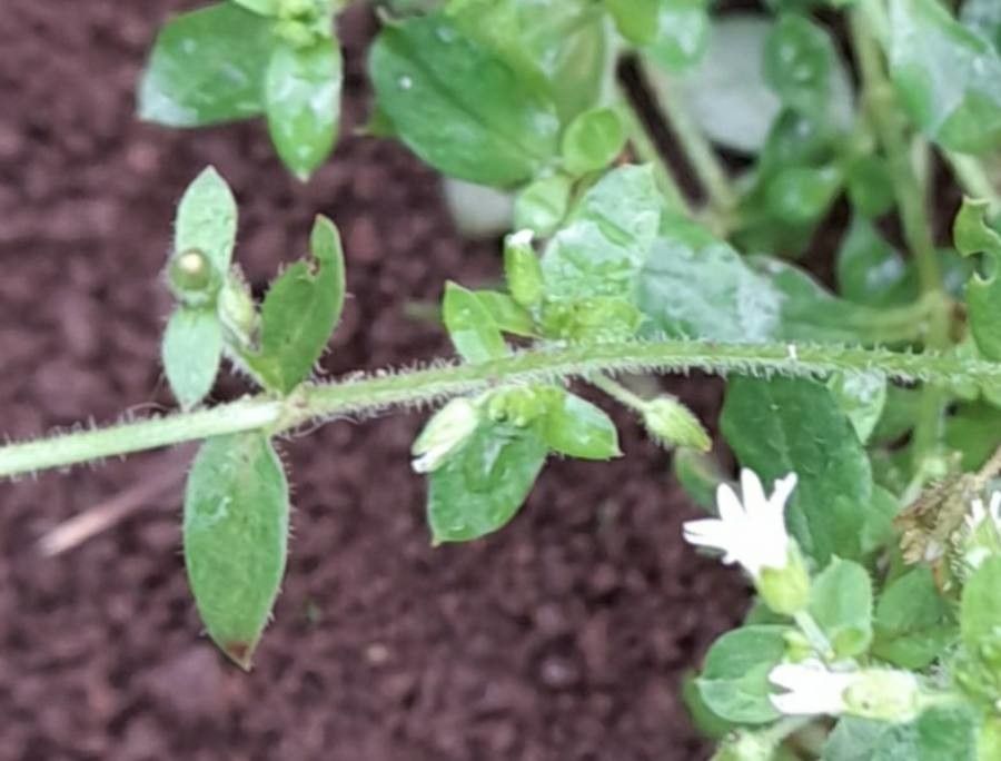 Cerastium rivulariastrum other