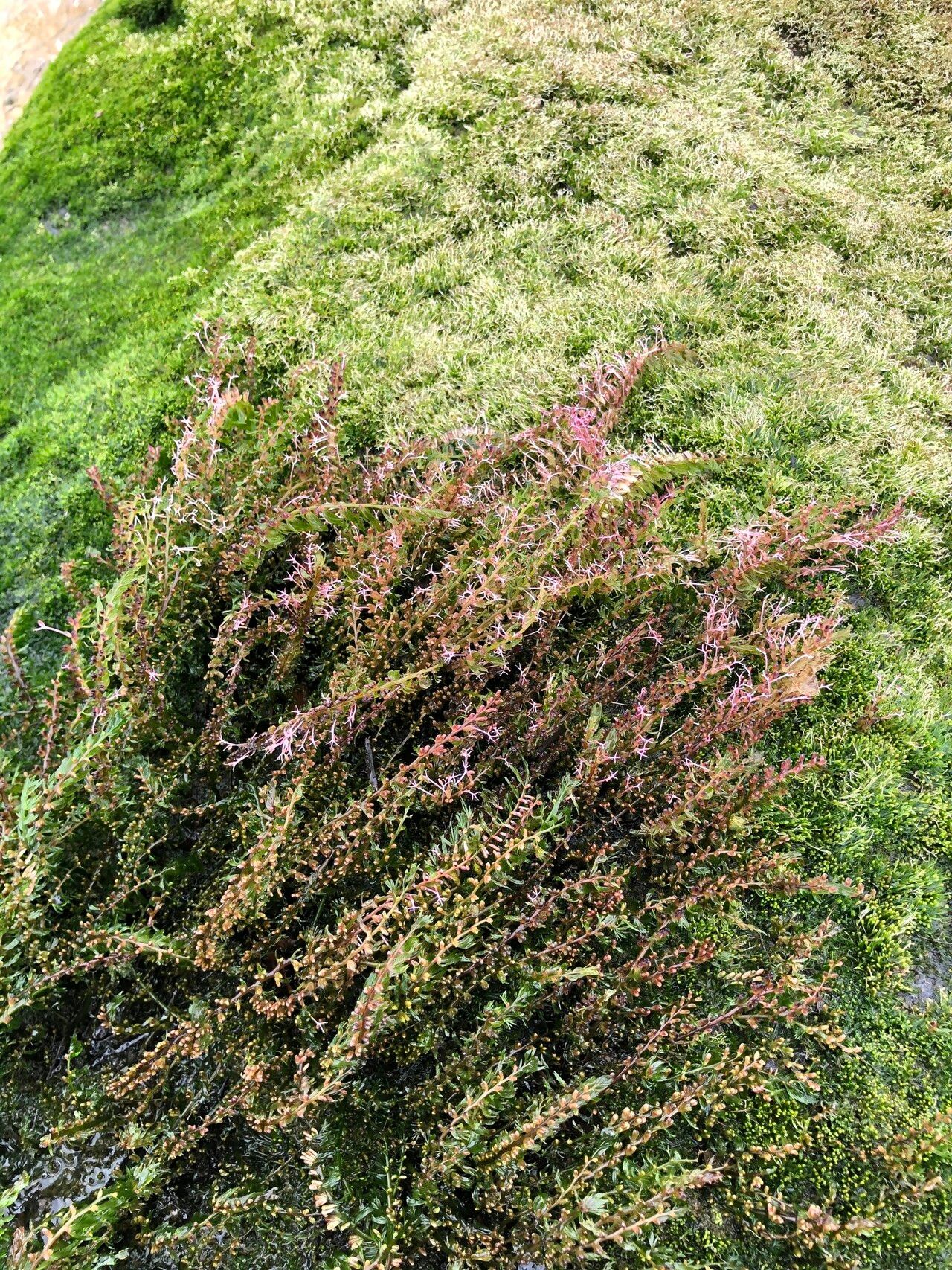 Macropodiella hallaei — related species from the same genus