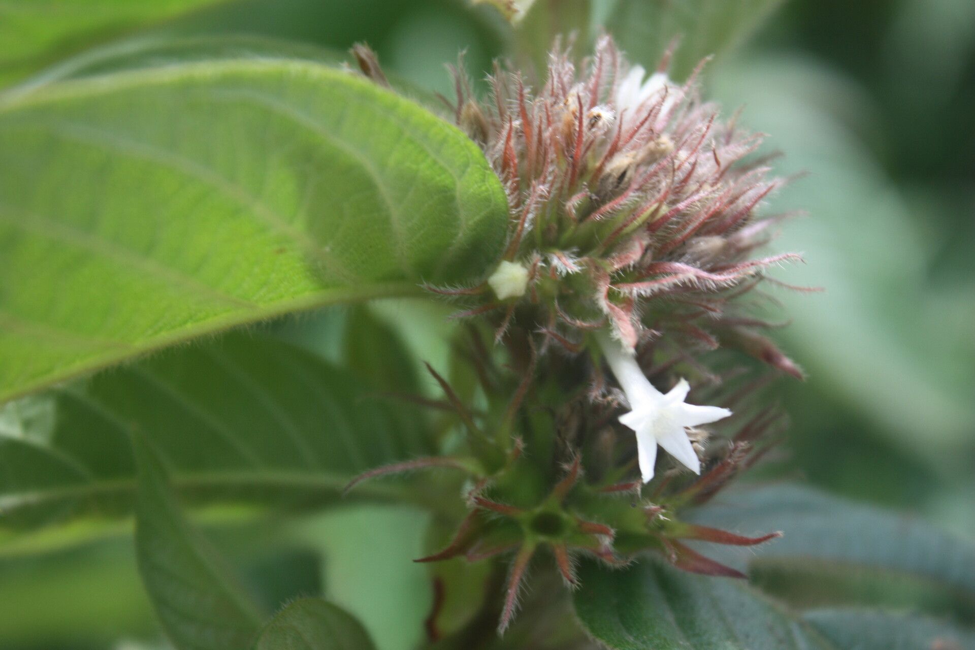 Sabicea brevipes — houseplant care guide