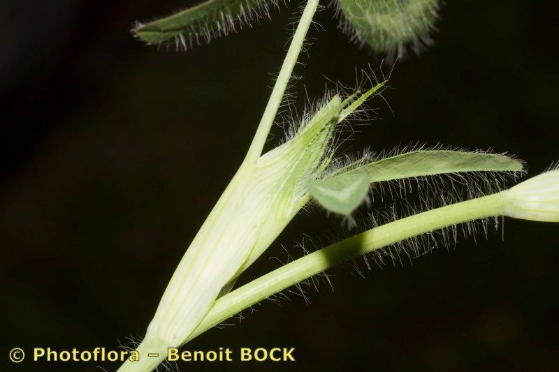 Trifolium diffusum bark