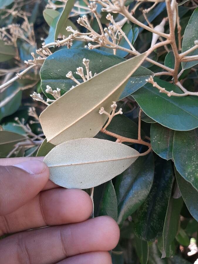 Quadrella odoratissima leaf