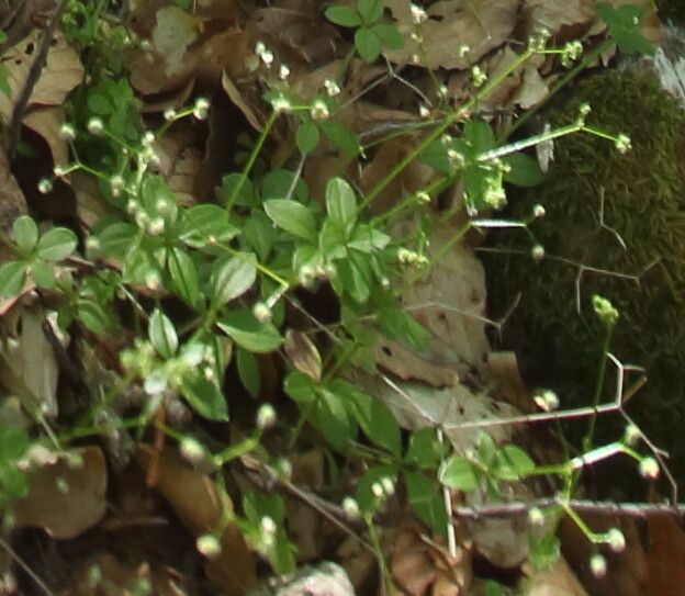 Galium rotundifolium fruit