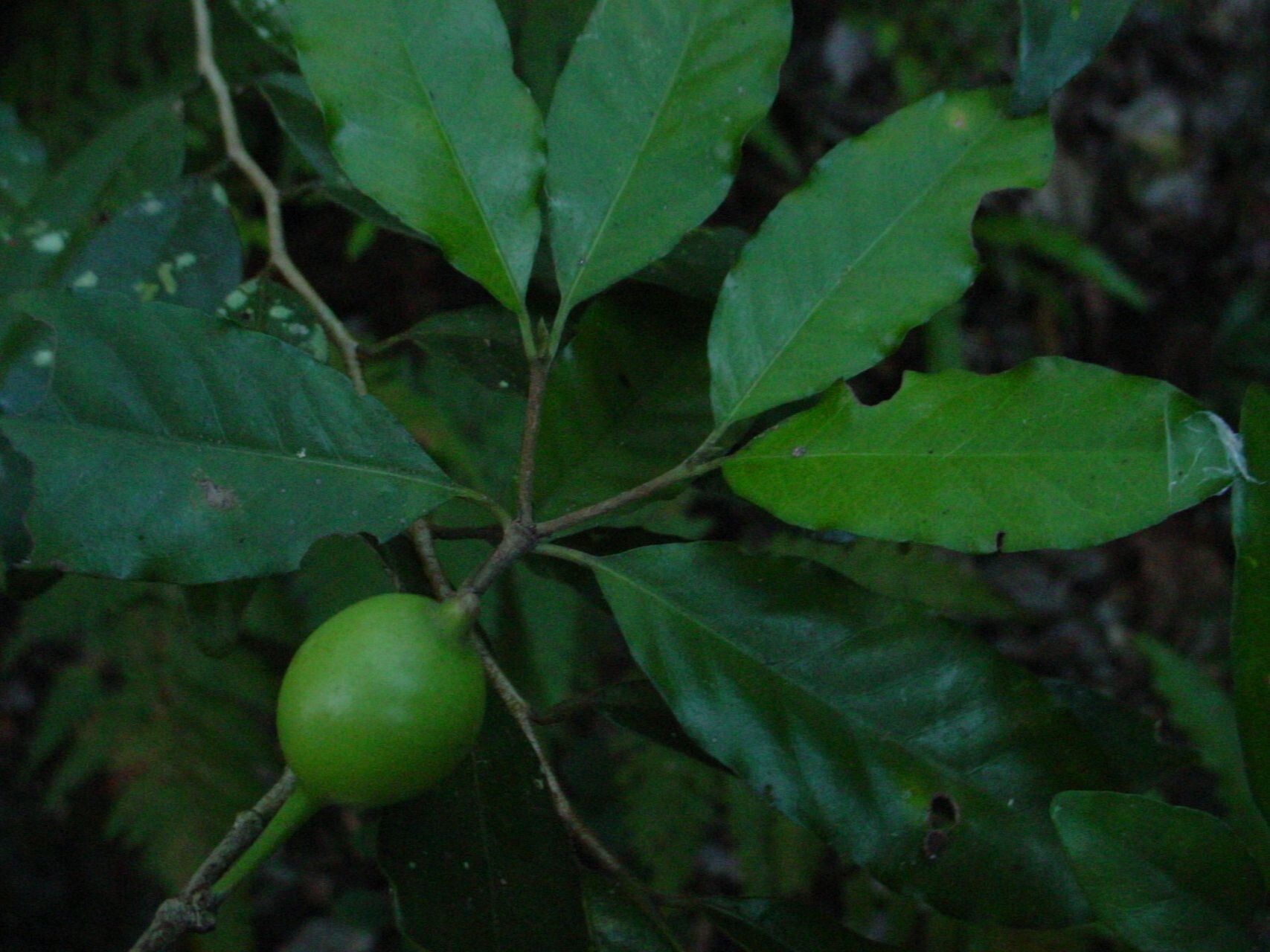 Atractocarpus sezitat fruit