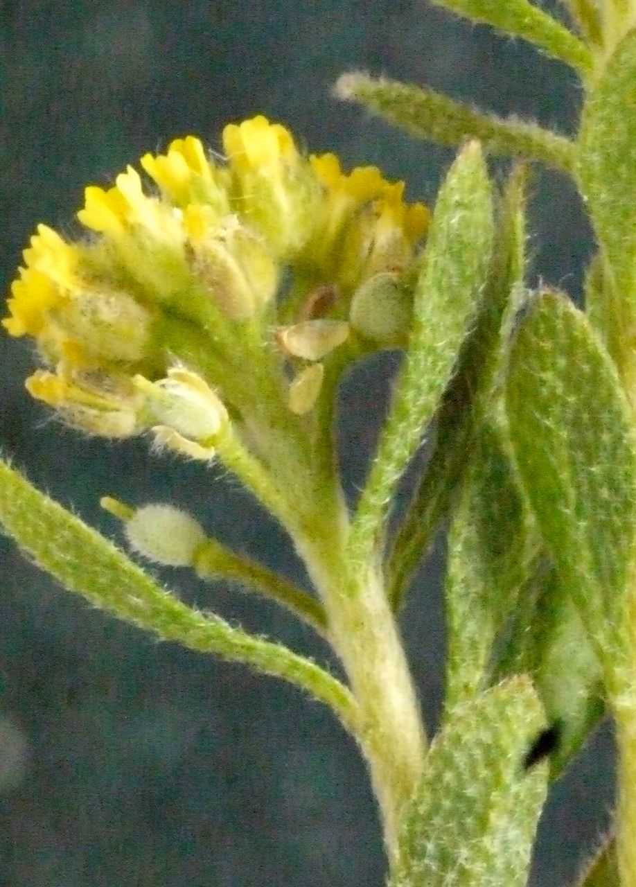 Alyssum campestre flower