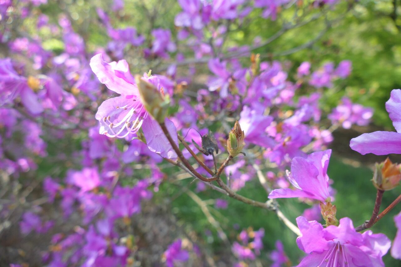 Rhododendron dilatatum flower