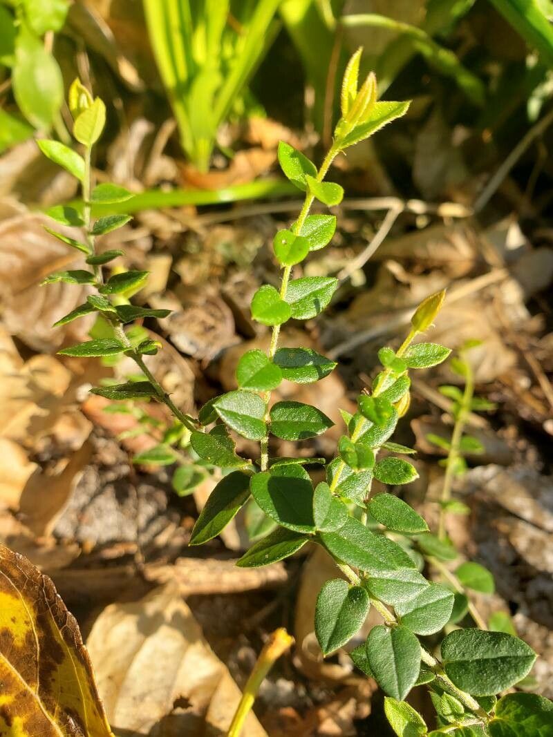 Maytenus chubutensis — houseplant care guide