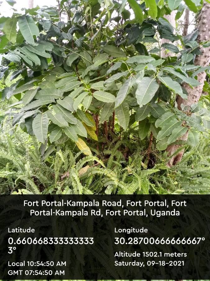 Zanthoxylum martinicense — search result for 'Zanthoxylum'