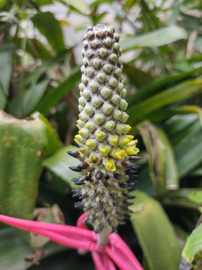 Aechmea bromeliifolia flower