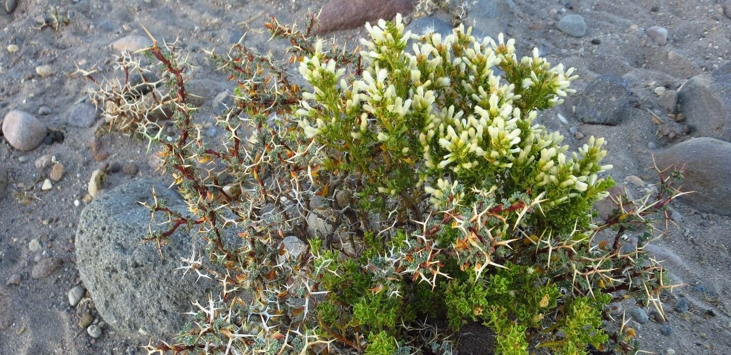 Baccharis tola — search result for 'Baccharis'