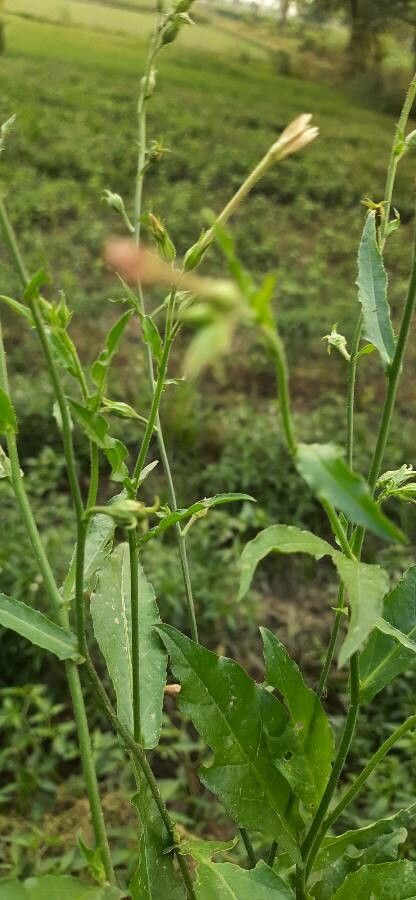 Nicotiana plumbaginifolia leaf