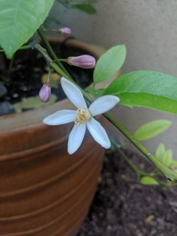 Citrus limon flower