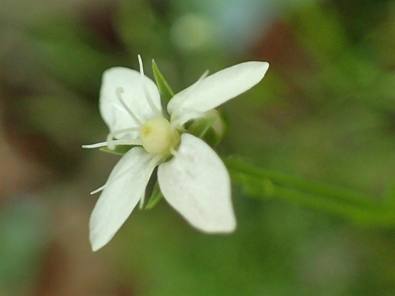 Moehringia muscosa flower
