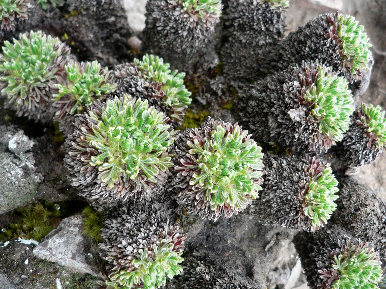 Nototriche phyllanthos — houseplant care guide