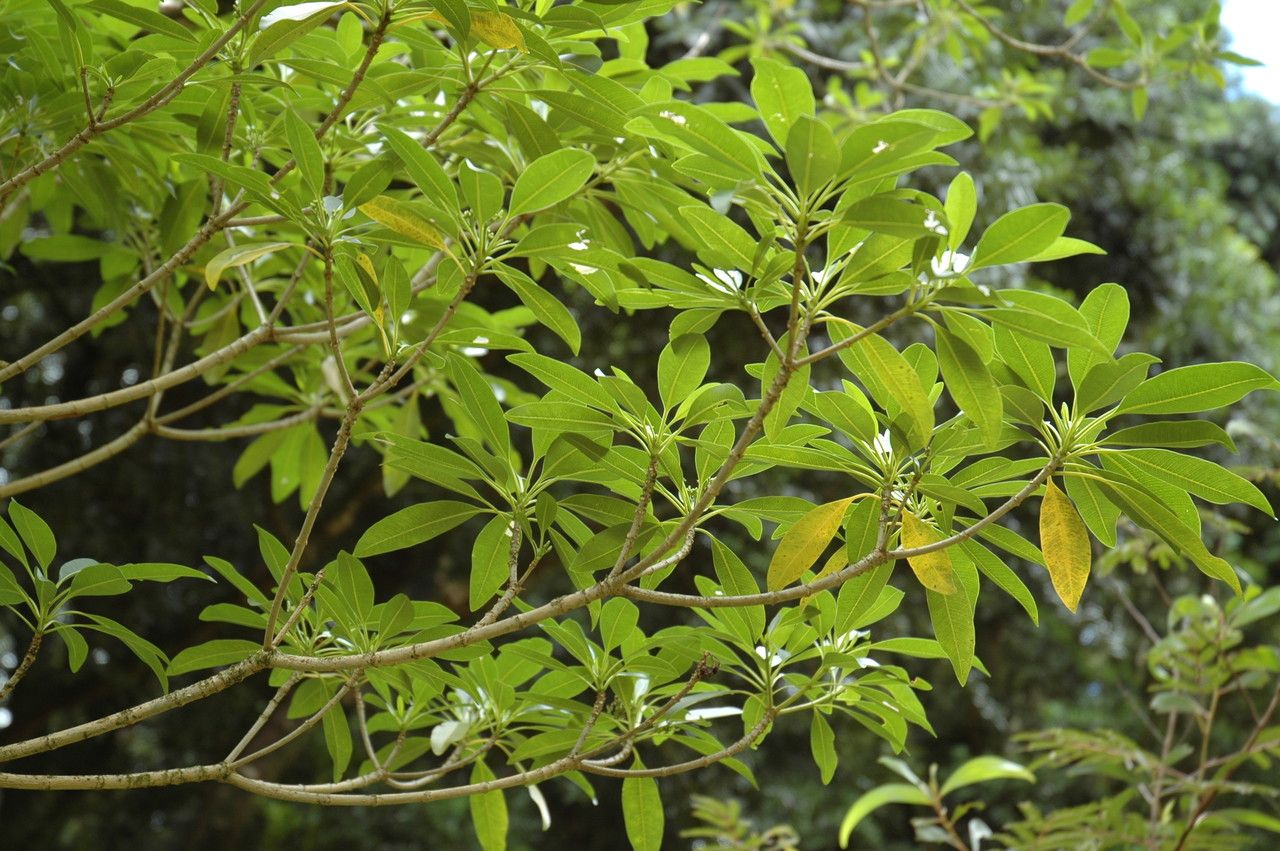 Rauvolfia sandwicensis — search result for 'Rauvolfia'